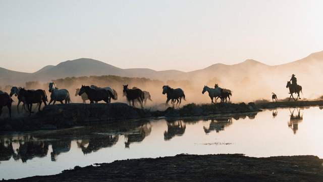 Herd of Horses reflecting in the Lake at Sunrise